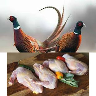 خواص قرقاول کلیک کنید(کد173) شیلات مهدی زاده - همراه 09155159391
